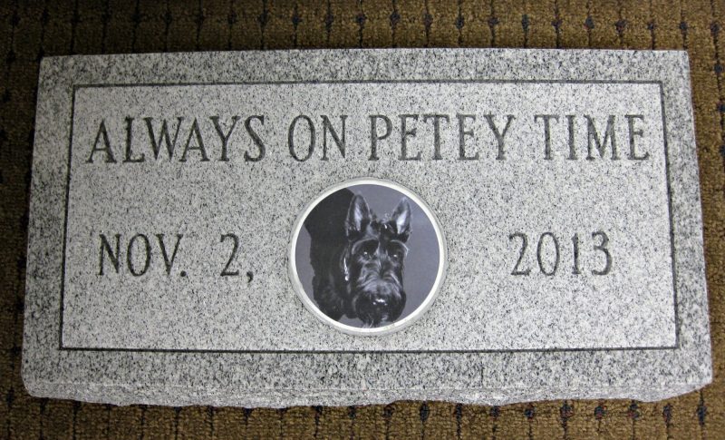 Photo of Pet Dog on Gray Flat Stone